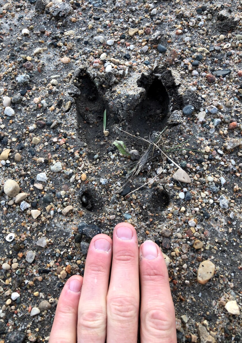 DeerTrack.jpg