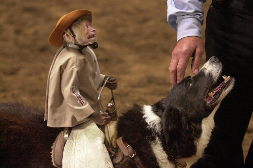 Dog-riding rodeo monkey riles animal rights group - Agweek | #1 source ...