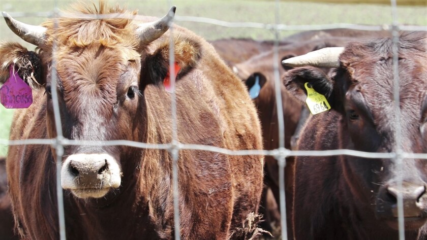 Wagyu beef fence.jpg