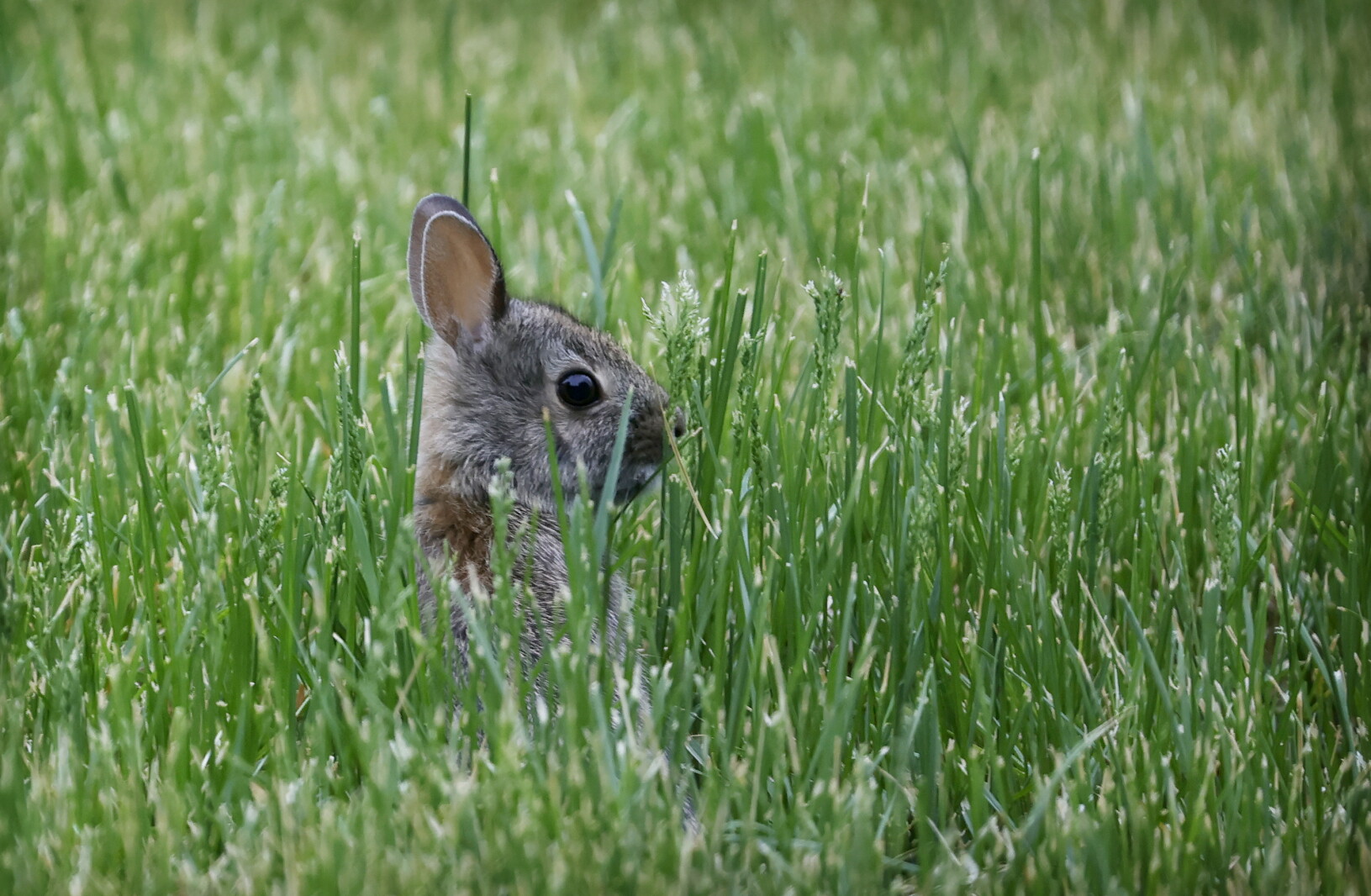 Fargo Rabbit Dog Summer is popping up - InForum | Fargo, Moorhead and West Fargo news ...