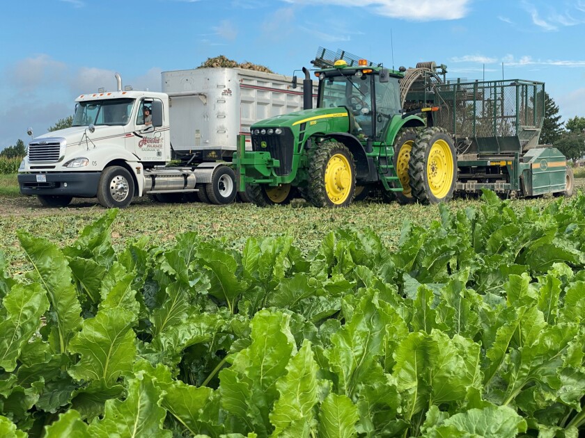 A green tractor pulls a sugarbeet lifter beside a white truck that is hauling the sugarbeets that are being dumped into the truck.