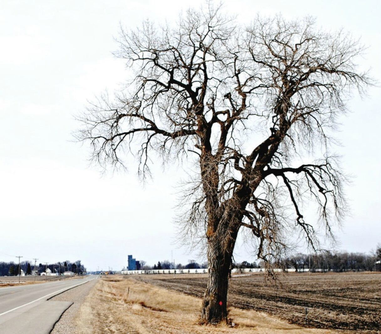 Trees give a farm character and strength in a storm