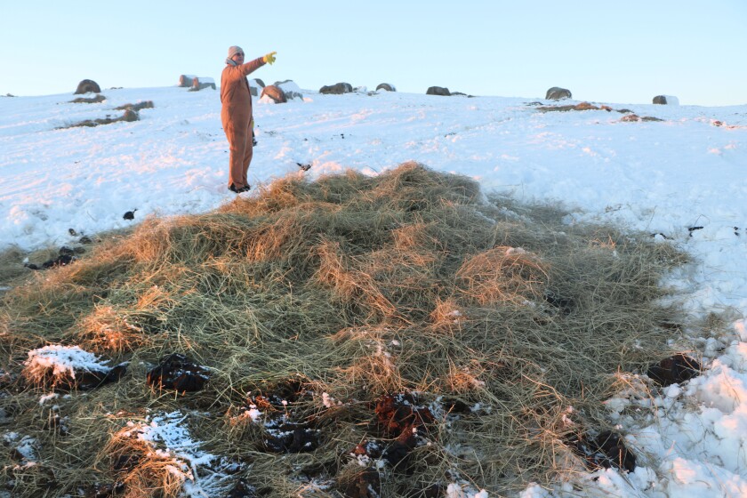 A man stands near the remnants of a large round hay bale.