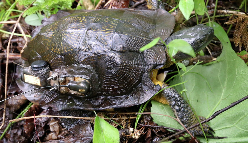 Exploding Wood Turtle Wood turtle researchers step in to help - Duluth News Tribune | News ...