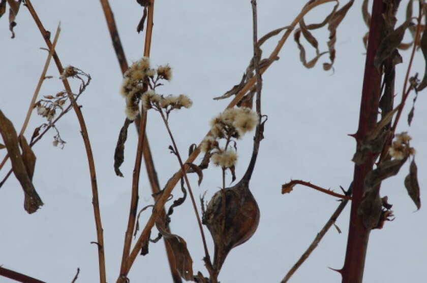 3101373+NorthlandNatureMain_500px.jpg