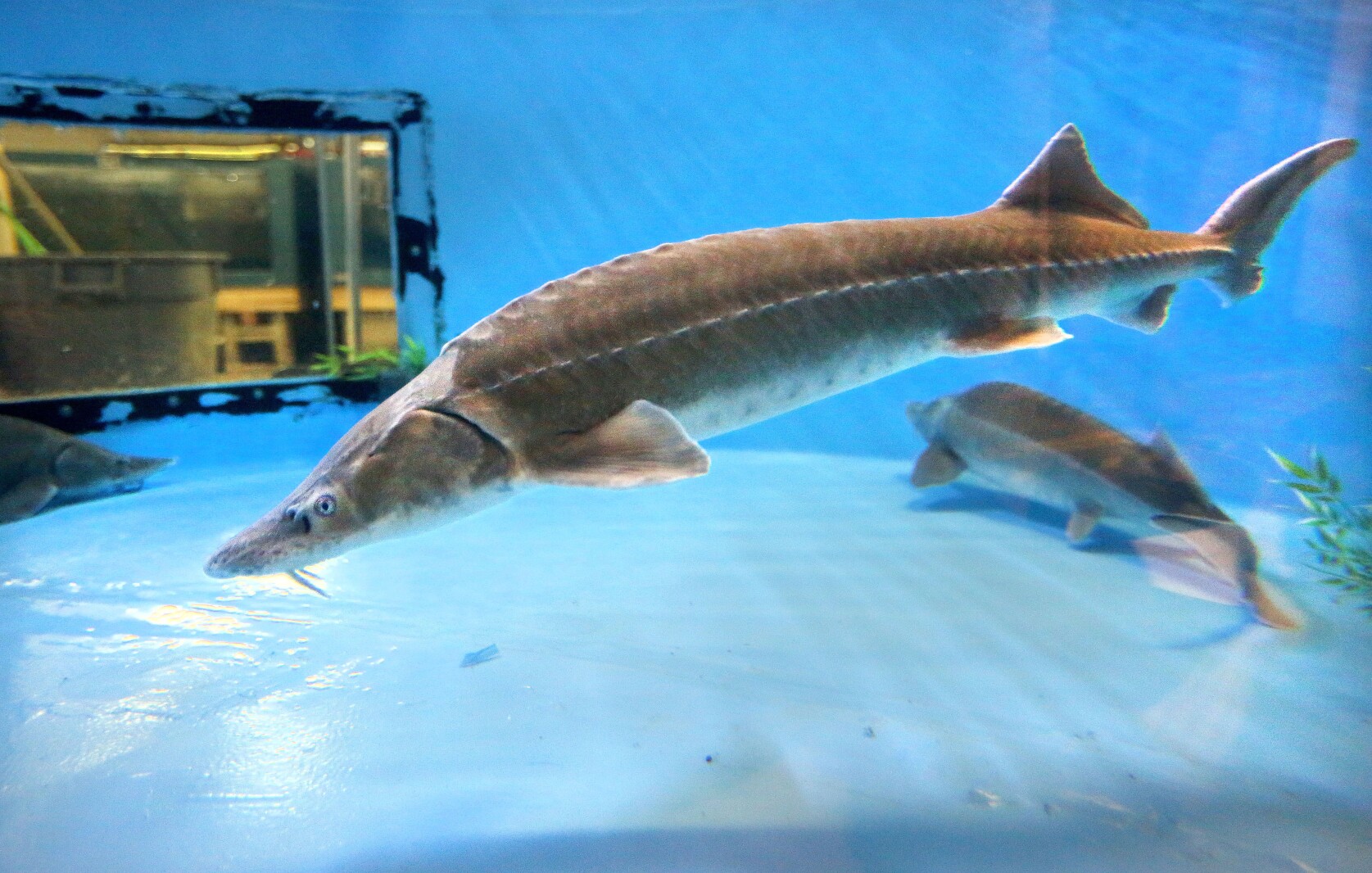 Duluth Aquarium Attendance Reaches 20 year High Duluth News Tribune duluth-aquarium-attendance-reaches-20-year-high-duluth-news-tribune