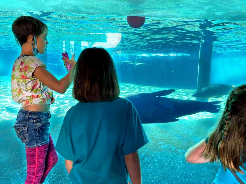 Three girls look at sea life in an aquarium.