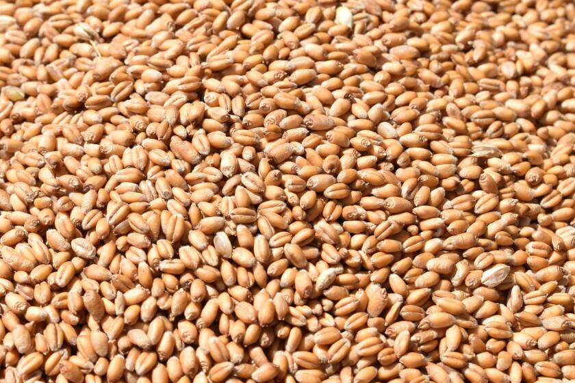 Wheat kernels fill the space.