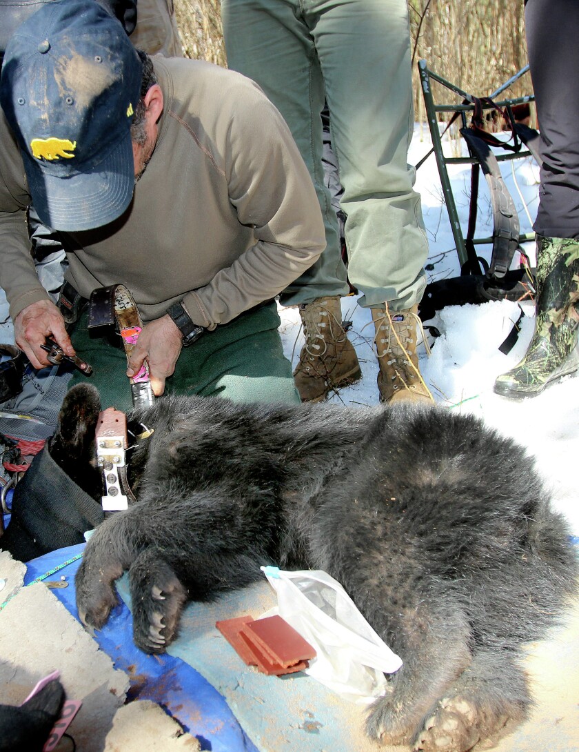2399188+cookBEAR0318c3.jpg