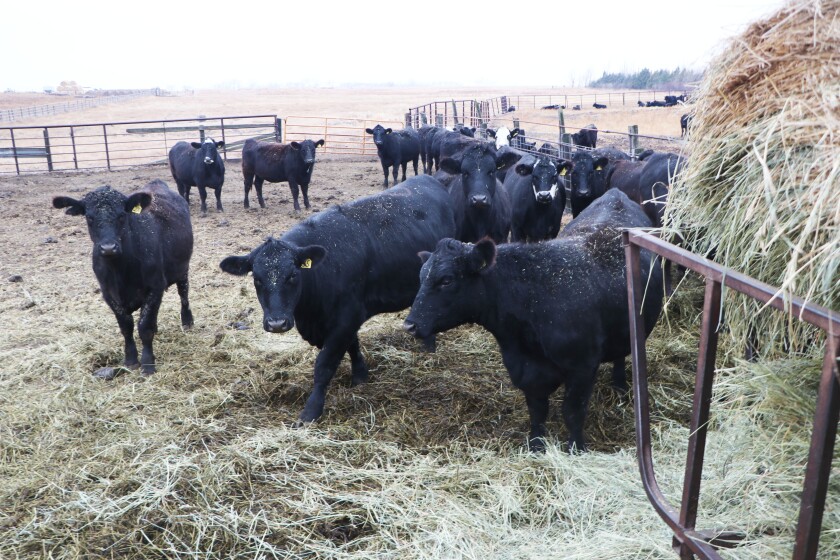 A bale of hay, at far right, feeds Angus calves brought in from summer pasture to a farmstead shelter, prior to winter weather.