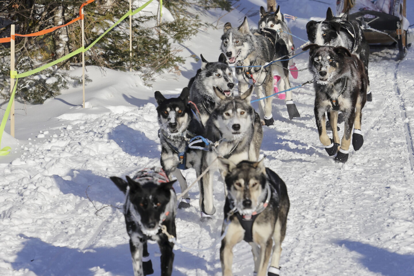 Dog Riding Checkpoint Photos: John Beargrease Sled Dog Marathon reaches Mineral Center ...
