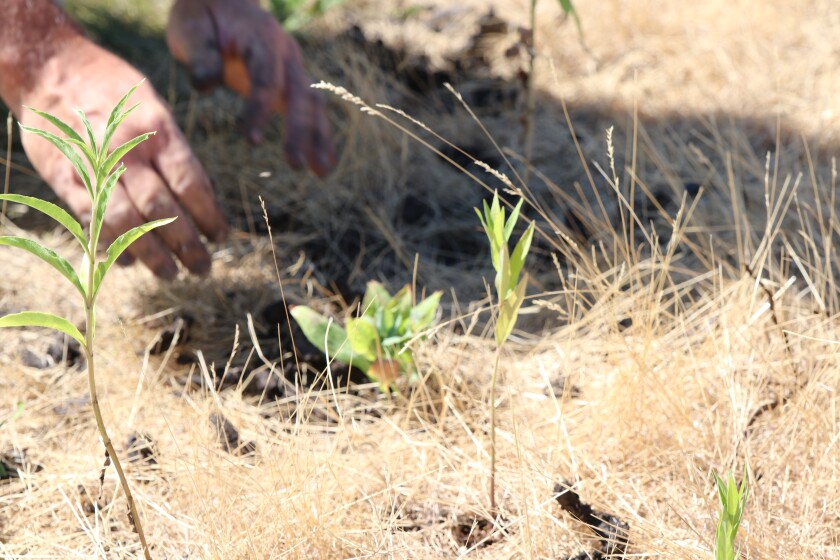 A close-up of hands planting green plants in yellowed grass.