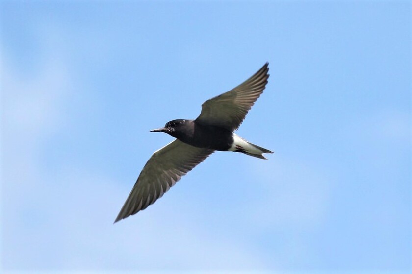 black tern (use).jpg