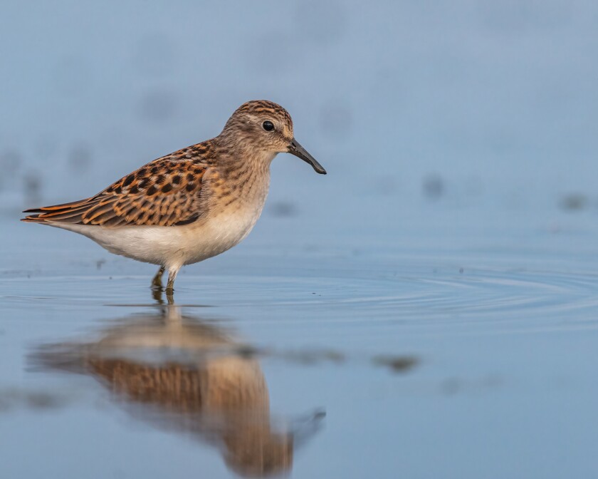 Owens_LeastSandpiper.jpg