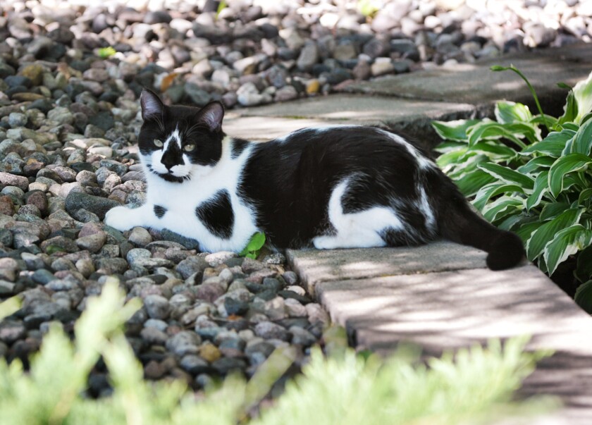 Cat in garden