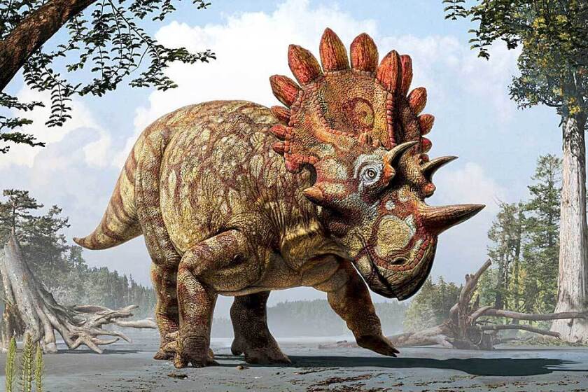 Meet Hellboy The Dinosaur With Exotic Horns And Frill Brainerd Dispatch News Weather Sports From Brainerd And Baxter Meet Hellboy The Dinosaur With Exotic Horns And Frill Brainerd Dispatch News Weather Sports From Brainerd And Baxter