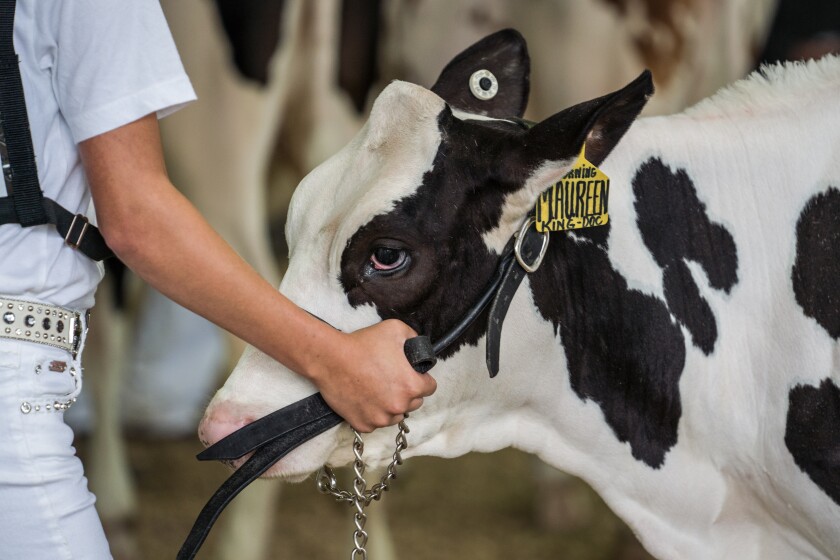 Wabasha County Fair