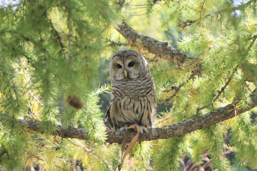 TamOwl.jpg
