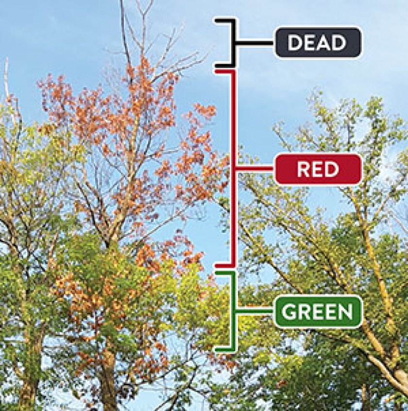 Tree Graphic