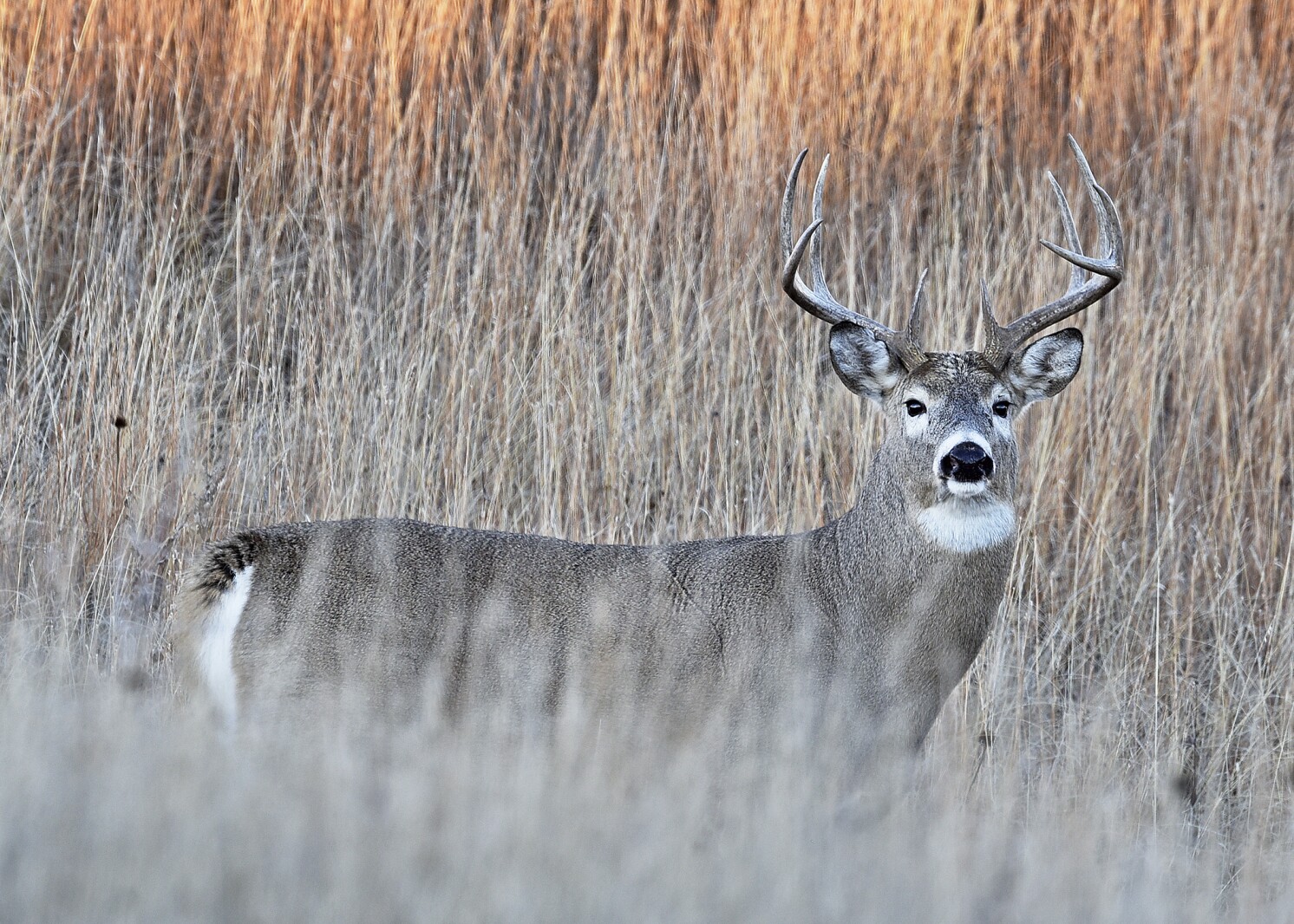 Everything you need to know about Minnesota and North Dakota's deer