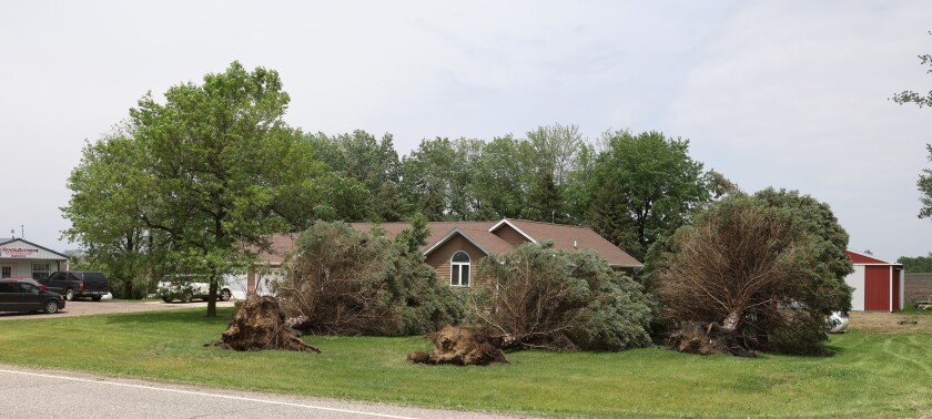 High winds blew over trees at the Randy Buntjer residents North of Ellsworth Minnesota on Hwy 6.