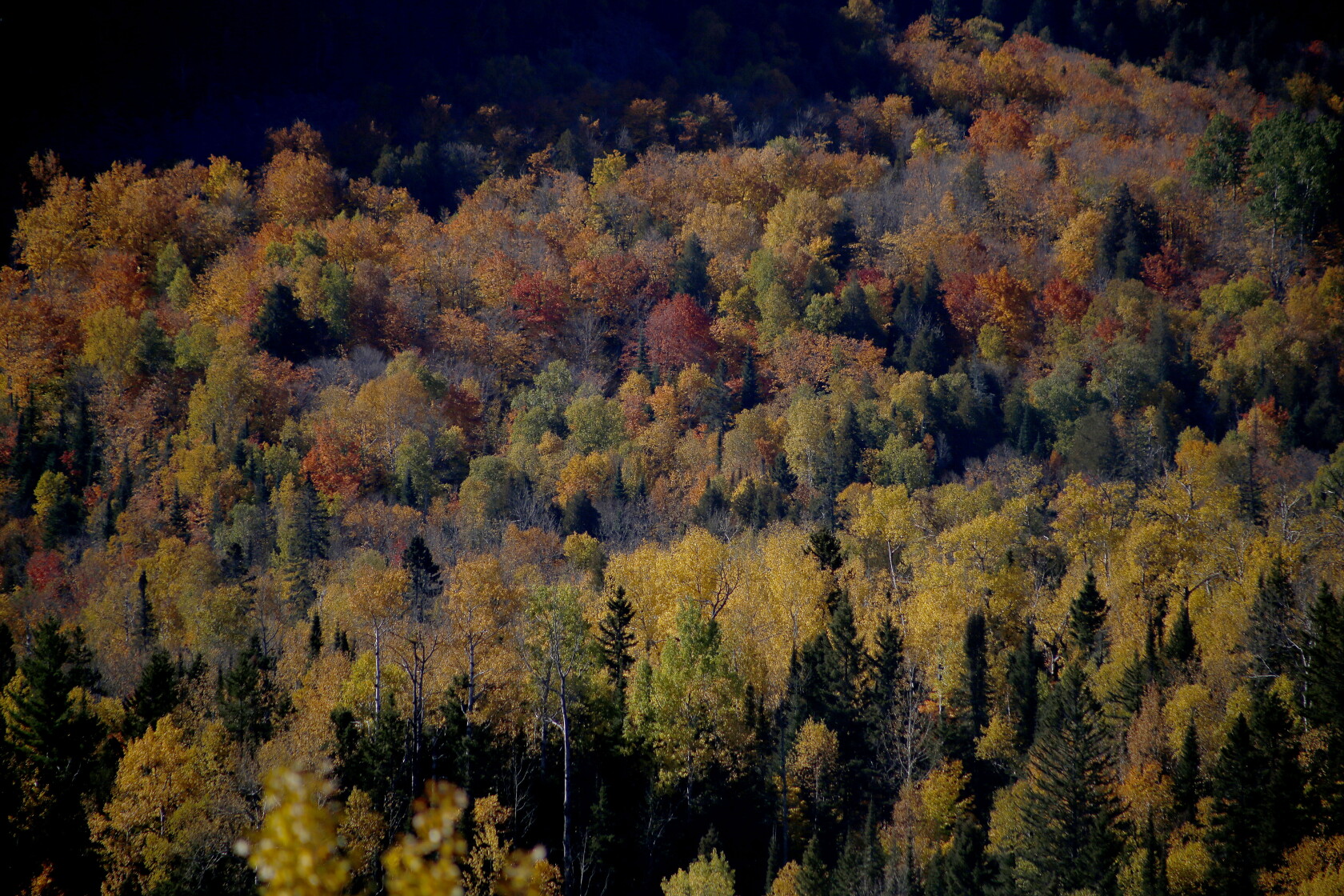 Photos And Video Fall Colors Peek Through In Lutsen Duluth News Photos and video fall colors peek through in lutsen duluth news