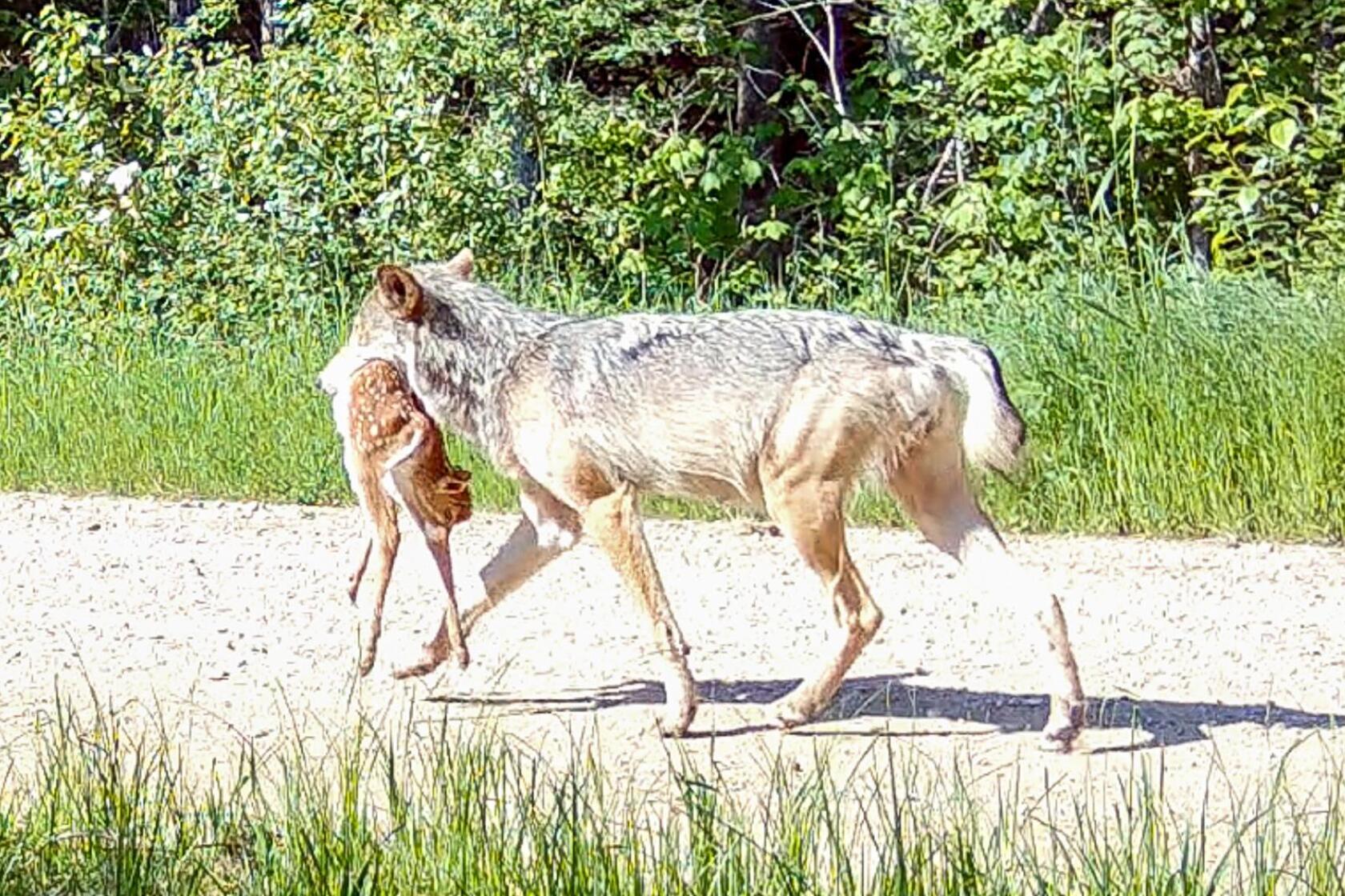 Wolves kill many fawns in areas people have impacted - Duluth News ...