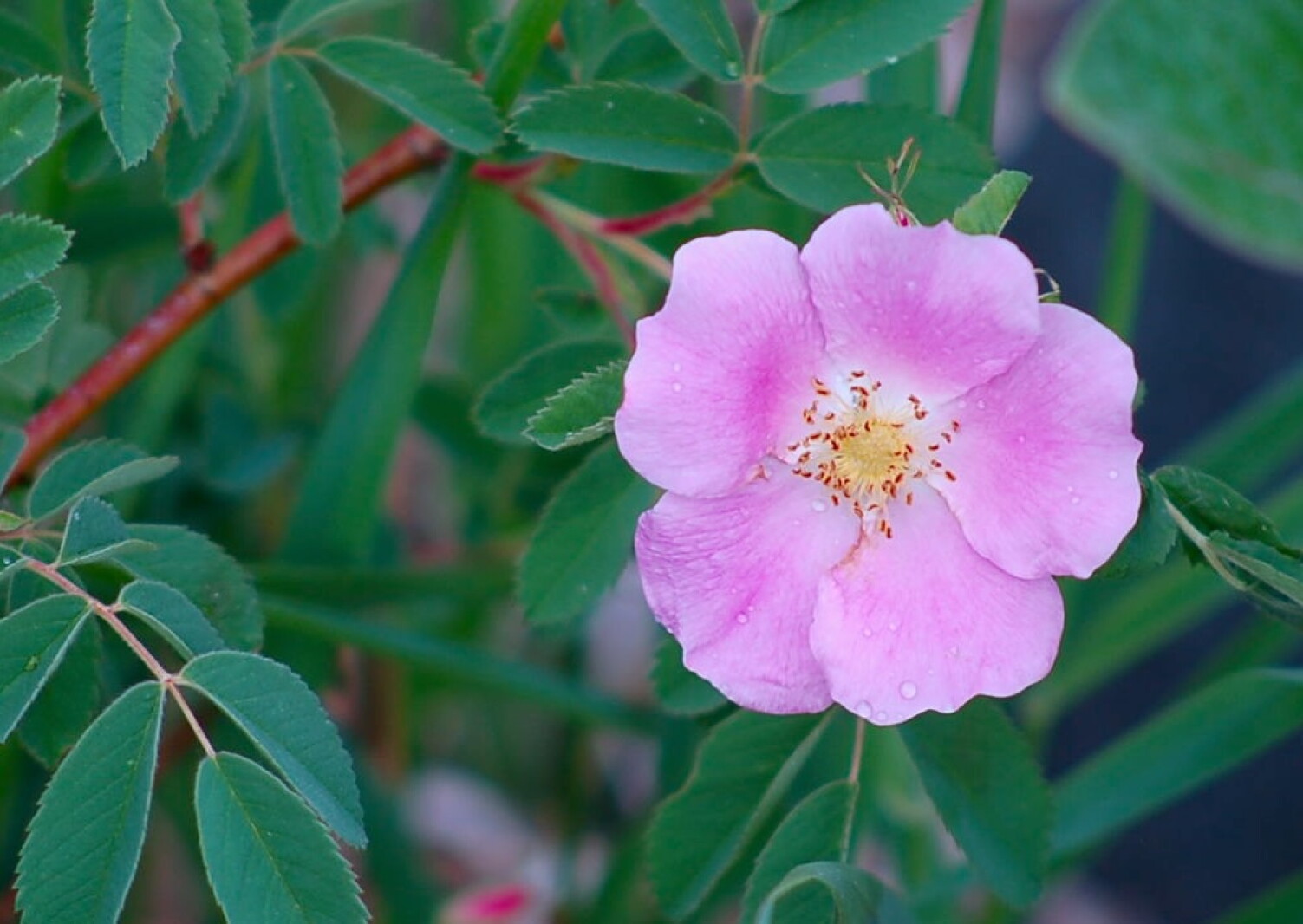 Northland Nature: Rose hips add to fall scene - Duluth News Tribune ...