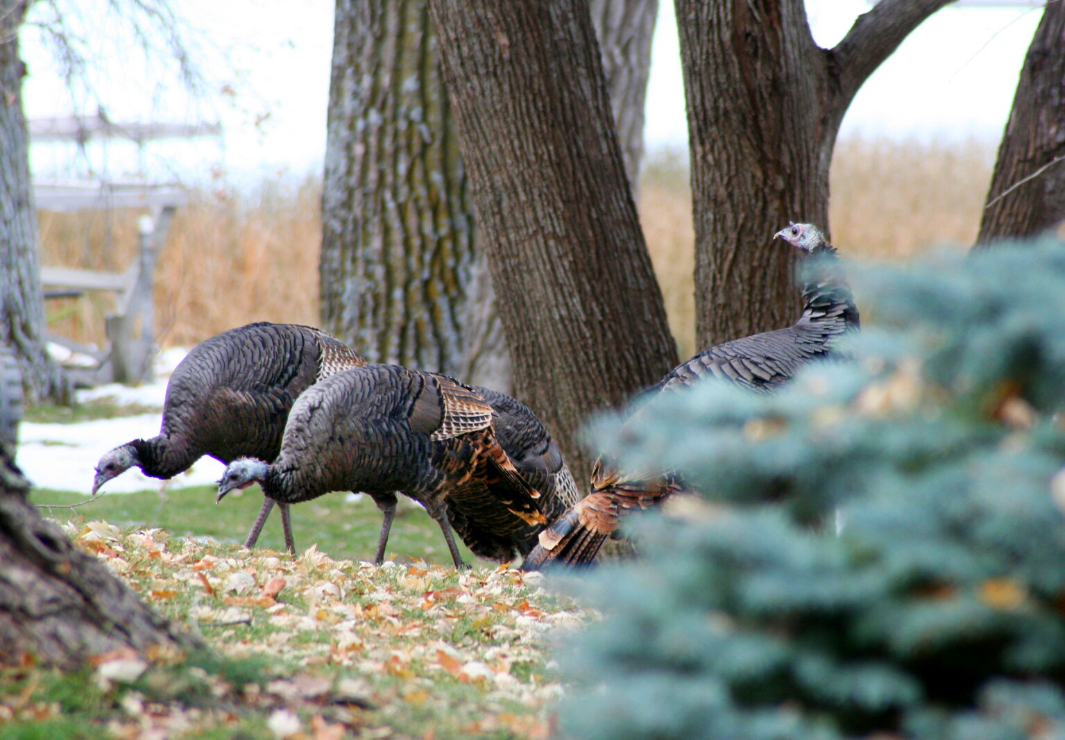 Turkeys In Minnesota Photo of the Week: Wild turkeys - Alexandria Echo Press | News, weather ...