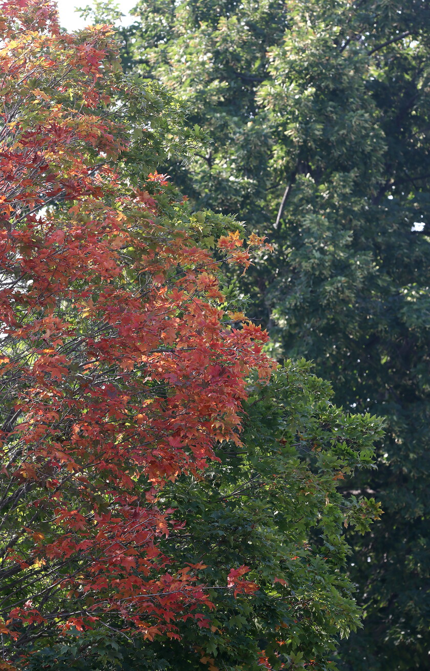 Fall In August Fall color in August - Jamestown Sun | News, weather, sports from ...
