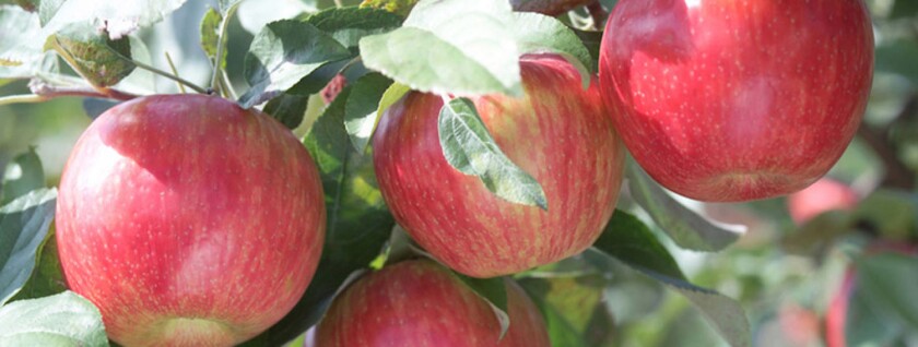 honeycrisp apple.jpg