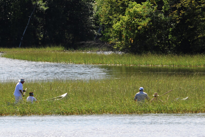 Wild Rice Season Wild rice season opens soon, but harvesters must ensure rice is ripe ...