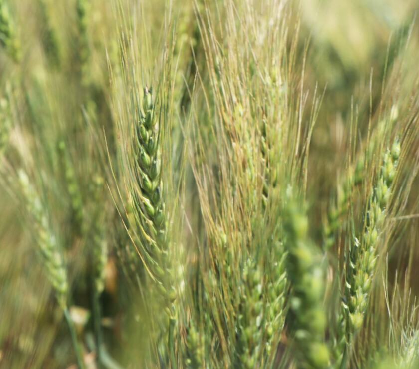 Still-green spring wheat stalks are about two to three weeks behind schedule on July 19, 2022.
