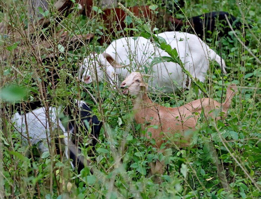 Goats munch on area foliage.