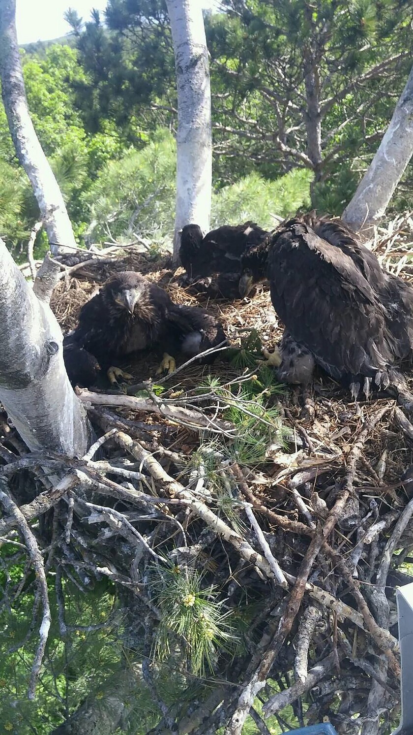 Baby eagles are reunited in their nest high above Crosslake. Submitted photos.