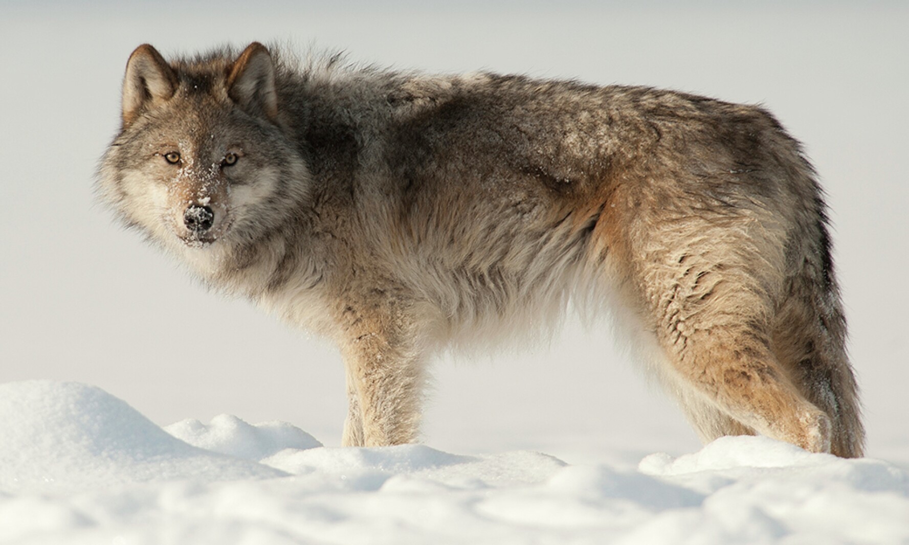 ND Coyote Catalog available for hunters, landowners Agweek 1