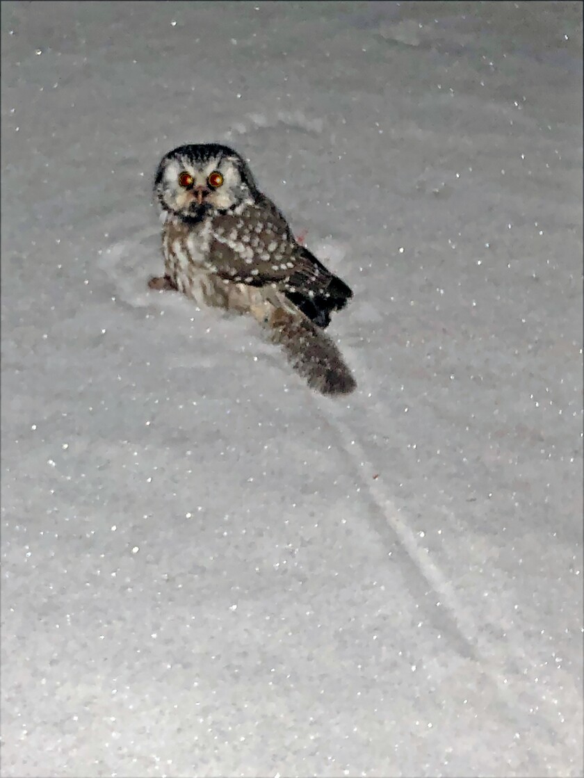 032120.N.GFH.BorealOwl jpeg