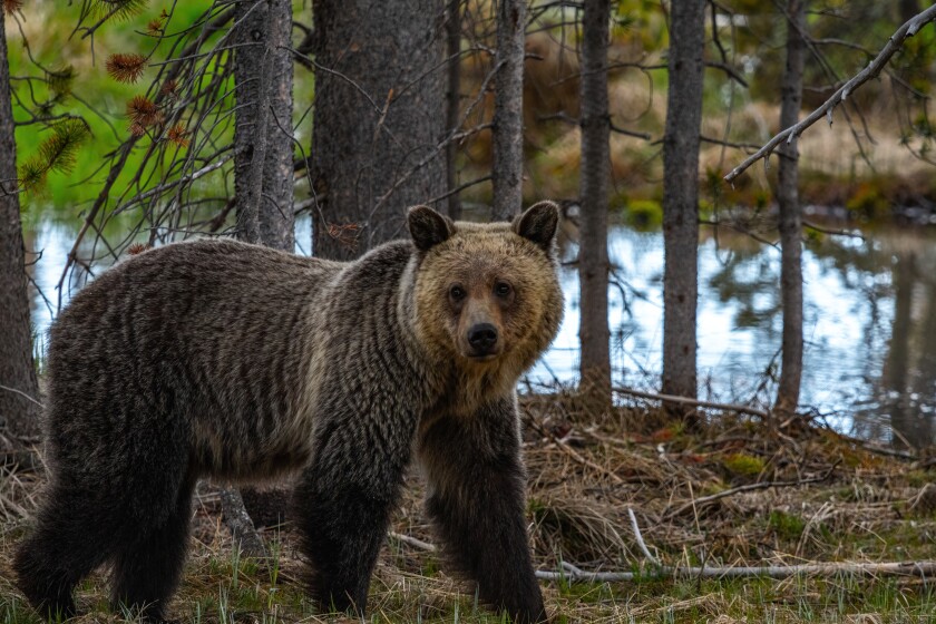Owens_GrizzlyBear.jpg