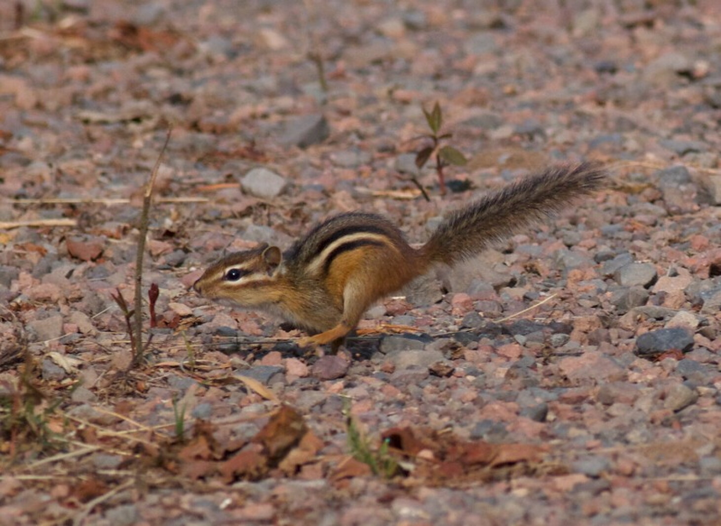Default Rodent Northland Nature: 2 rodent species prepare for winter - Duluth News ...