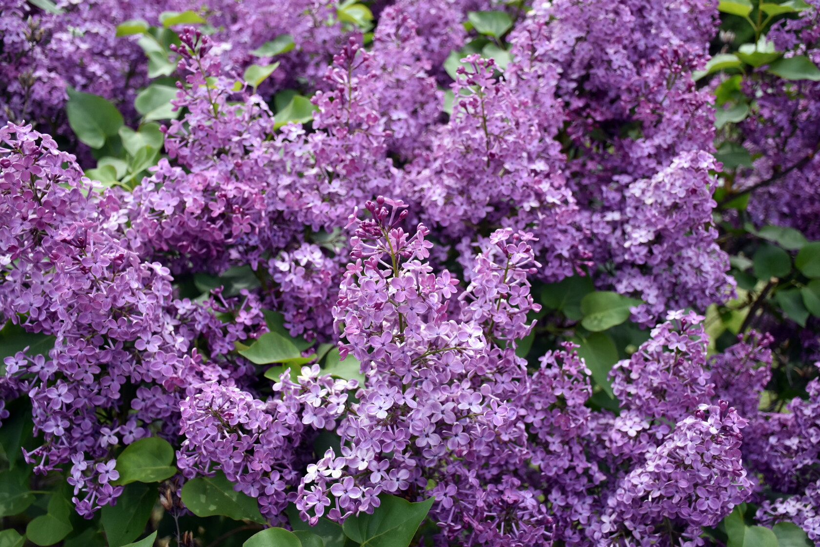 Ask the Master Gardener: Dwarf Korean lilac a stunning choice for small ...