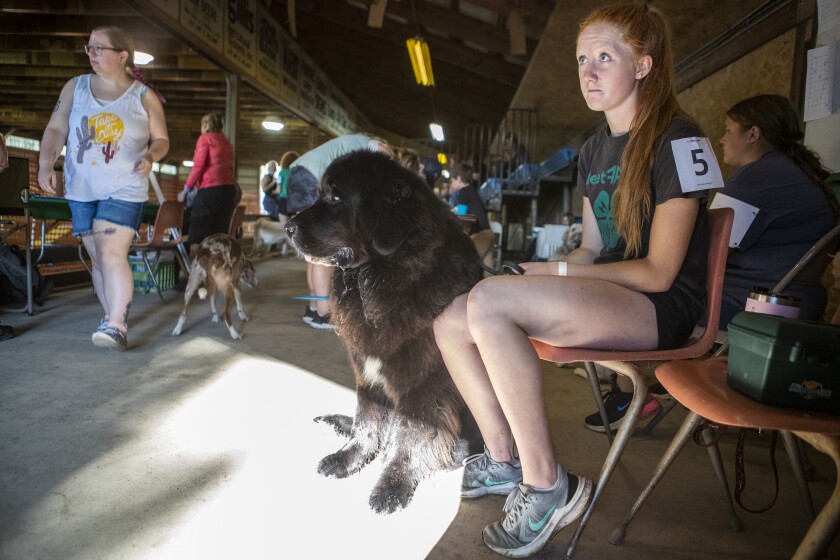 Michaela Anderson, 16, of Willmar and "Willkee," a Newfoundland, wait for the 4-H dog agility judging to begin at the Kandiyohi County Fairgrounds Wednesday, August 10, 2022.