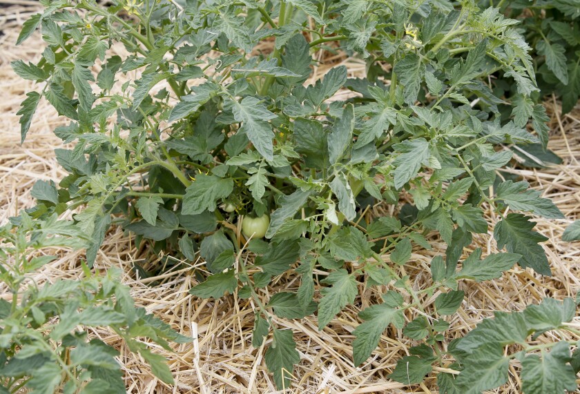 Mulch around plants conserves moisture in vegetable gardens. Michael Vosburg / Forum Photo Editor