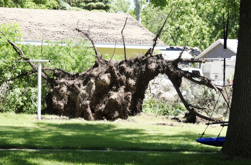 Tree2.jpg