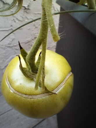 A tomato with a crack in it.