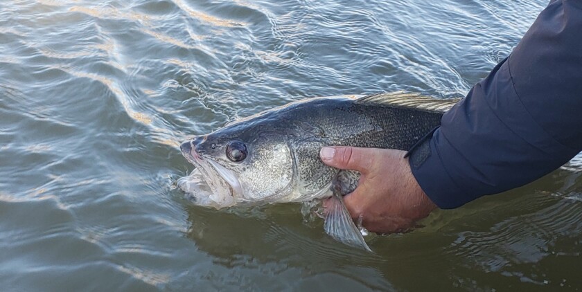 RR walleye.jpg