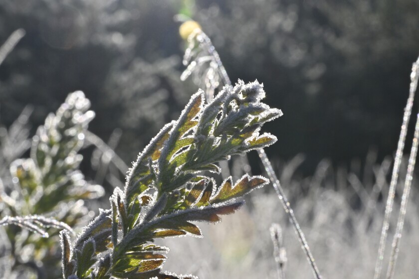 Frost on plants.