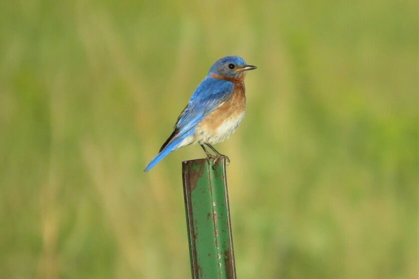 Bluebird Song Blane Klemek: Bluebird songs are the sweetest of them all - Detroit ...