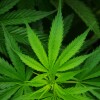 3516011+cannabis-sativa-leaf.jpg