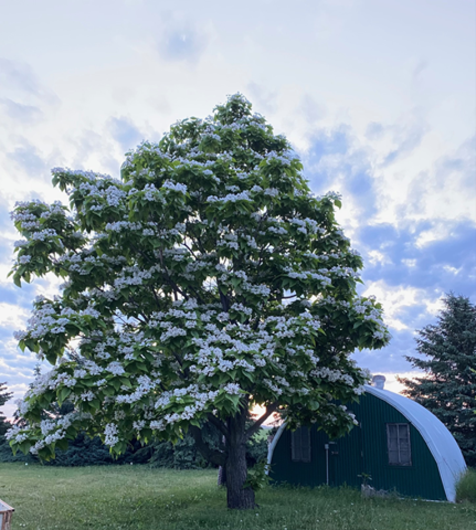 Master Gardener Sue Morris: Catalpa trees may be grown from seed - West Central Tribune | News, weather, sports from Willmar Minnesota Master Gardener Sue Morris: Catalpa trees may be grown from seed - West Central Tribune | News, weather, sports from Willmar Minnesota