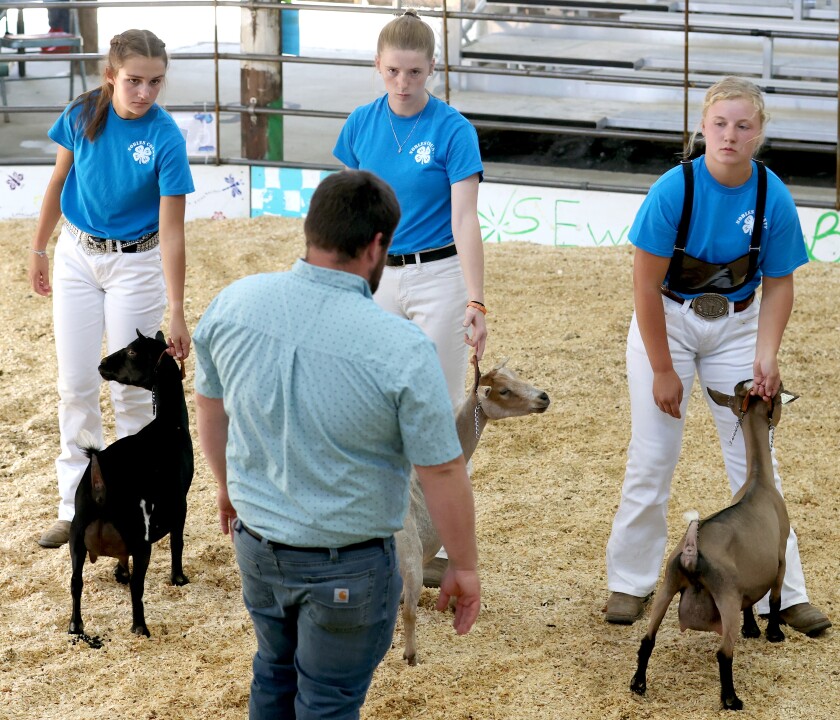Judge Garrett Moorse looks over Milking Doe 5+ class goats during the 4-H Nobles County Goat Show in the Olson Arena Thursday, Aug. 4, 2022, with, from left, Grace Barber, Hannah Henning and Claire Hoffman.